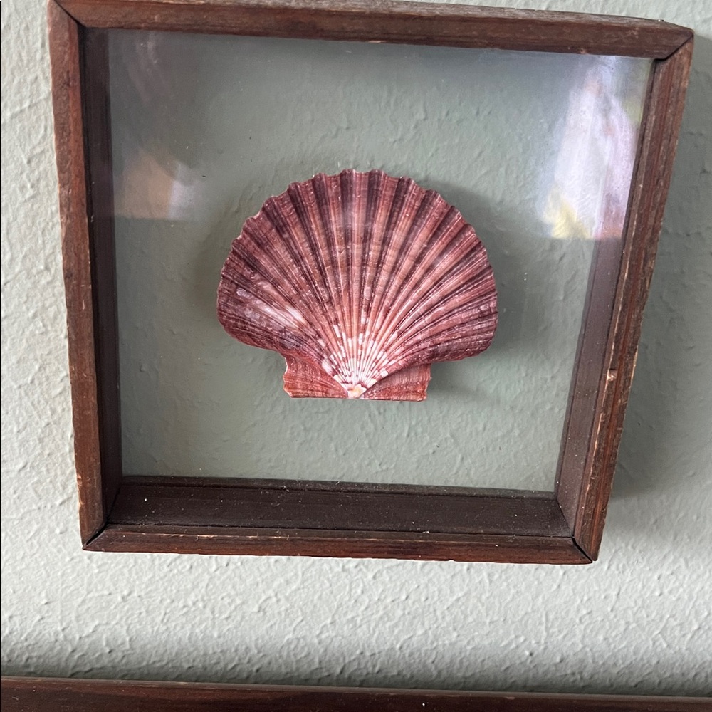 Super cute double glass shell shadow box.  Approx 6.5” square.